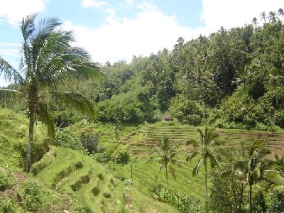 rice field  terraces.JPG