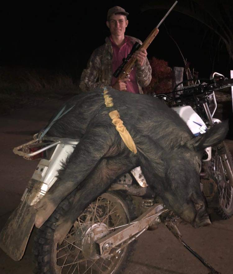 Mind you, takes a bit to top one of my favourite photos ... A BUSH PIG ON A BUSH PIG.